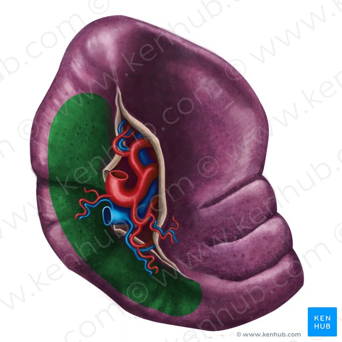 Facies renalis splenis (Nierenseitige Fläche der Milz); Bild: Irina Münstermann