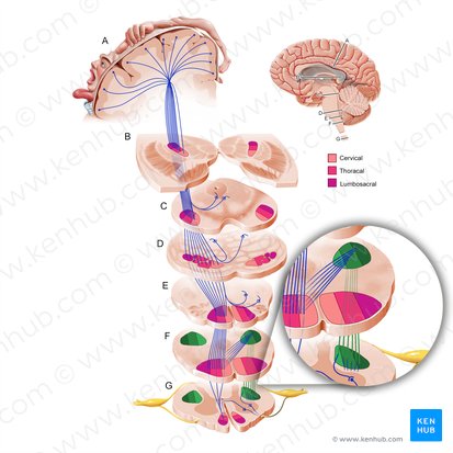 Trato corticoespinal lateral (Tractus corticospinalis lateralis); Imagem: Paul Kim