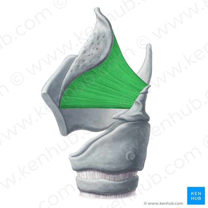 Quadrangular membrane (Membrana quadrangularis); Image: Yousun Koh