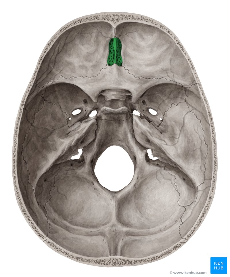 Osso etmóide (verde) - vista superior