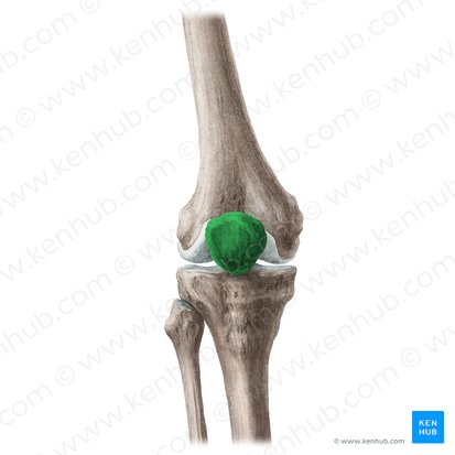 Patella; Image : Liene Znotina