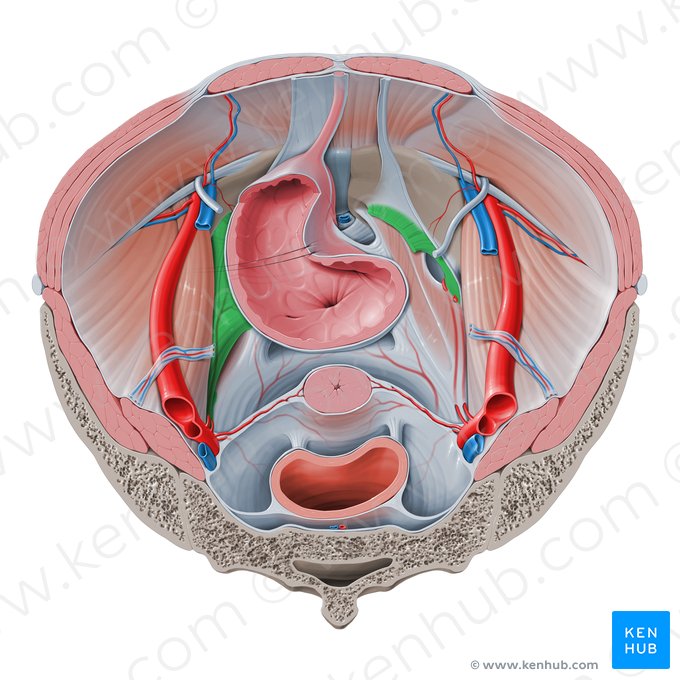 Ligamento lateral de la vejiga urinaria (Ligamentum laterale vesicae urinariae); Imagen: Paul Kim