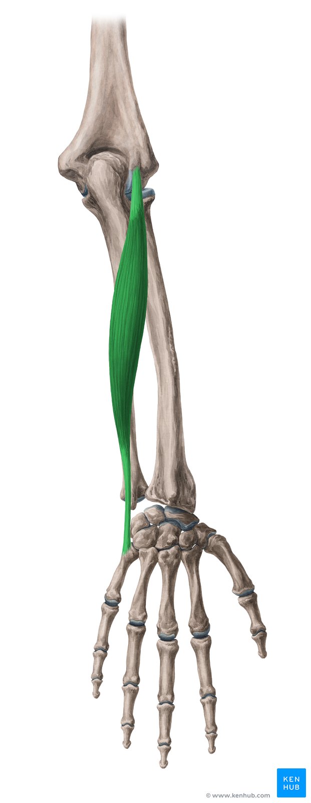 Musculus extensor carpi ulnaris - Anatomie und Klinik | Kenhub