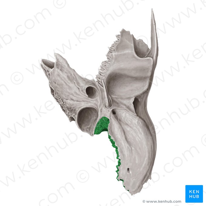 Borde occipital del hueso temporal (Margo occipitalis ossis temporalis); Imagen: Samantha Zimmerman