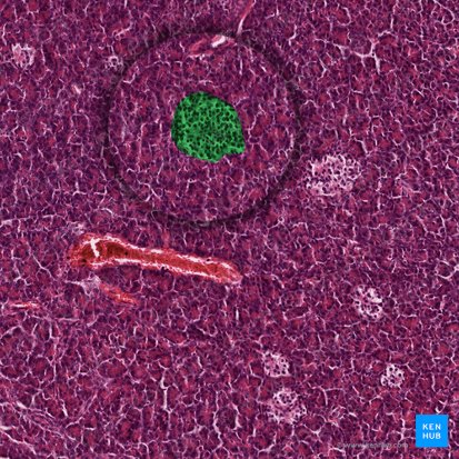 Pancreatic islet (of Langerhans) (Insula pancreatica); Image: 