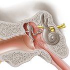 Middle ear