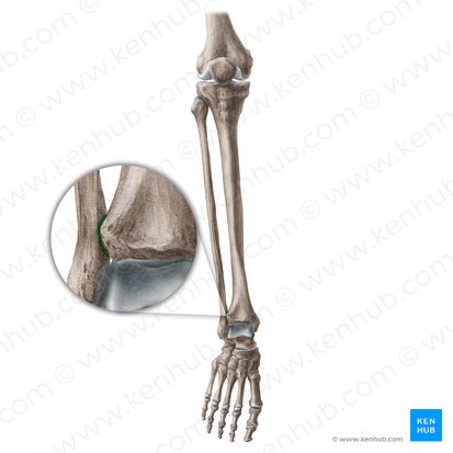 Articulation tibiofibulaire inférieure (Articulatio tibiofibularis inferior); Image : Liene Znotina