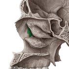 Lacrimal bone