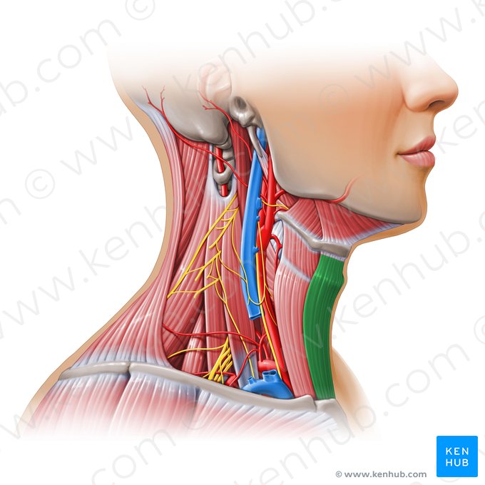 Músculo esterno-hióideo (Musculus sternohyoideus); Imagem: Paul Kim