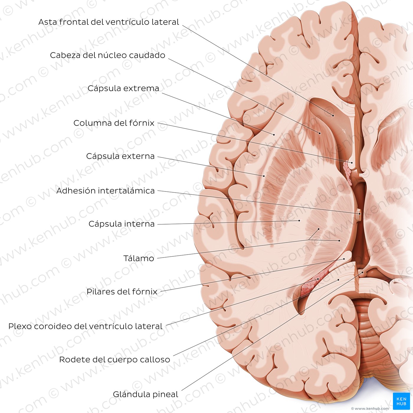 Horizontal section of the brain: Section A