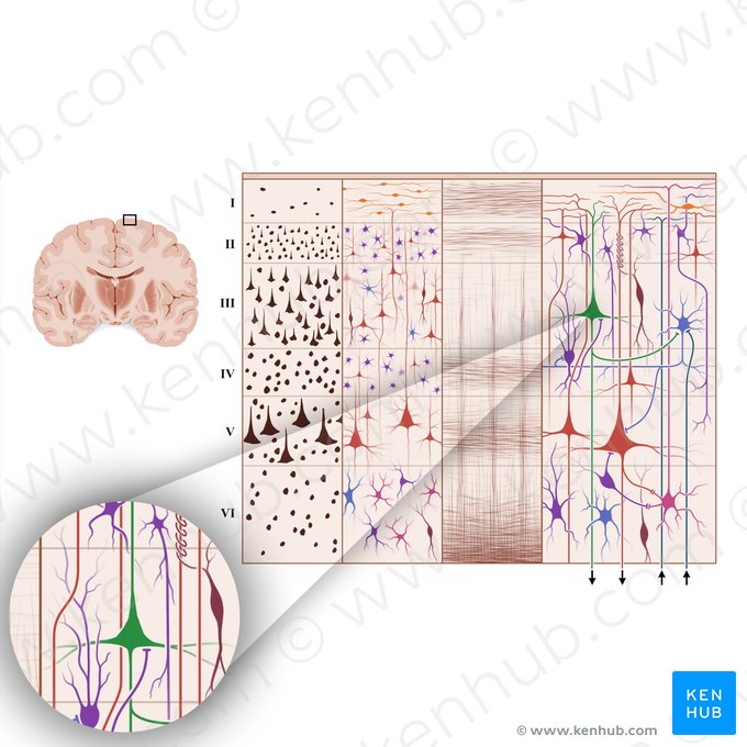 Célula piramidal do córtex cerebral (Neuron pyramidale); Imagem: Paul Kim