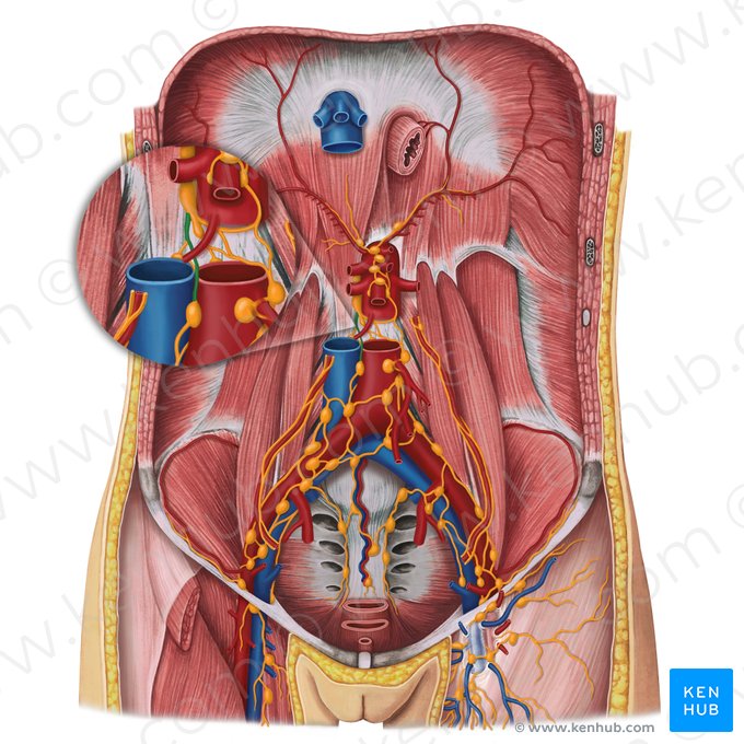 Tronc lymphatique lombaire droit (Truncus lymphaticus lumbalis dexter); Image : Irina Münstermann