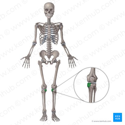 Medial condyle of tibia (Condylus medialis tibiae); Image: Irina Münstermann