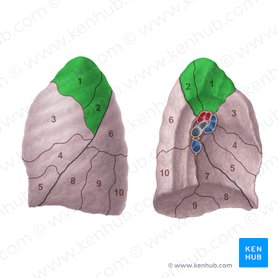 Segmento apicoposterior do pulmão esquerdo (Segmentum apicoposterius pulmonis sinistri); Imagem: Paul Kim