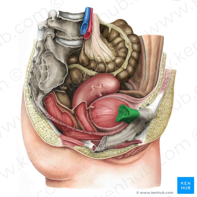 Superior ramus of pubis (Ramus superior ossis pubis); Image: Irina Münstermann