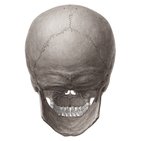 Vistas posterior e lateral do crânio