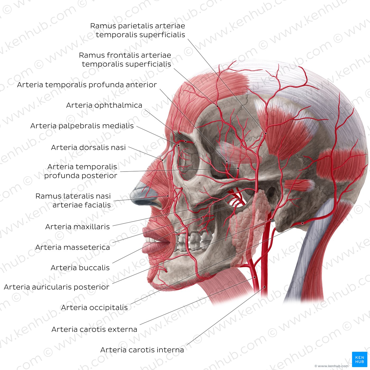 Arteries of face and scalp (Lateral view)