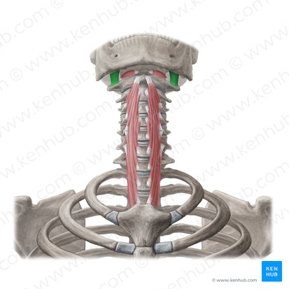 Musculus rectus capitis lateralis (Seitlicher gerader Kopfmuskel); Bild: Yousun Koh