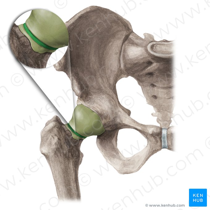 Zona orbicularis of hip joint (Zona orbicularis articulationis coxae); Image: Paul Kim