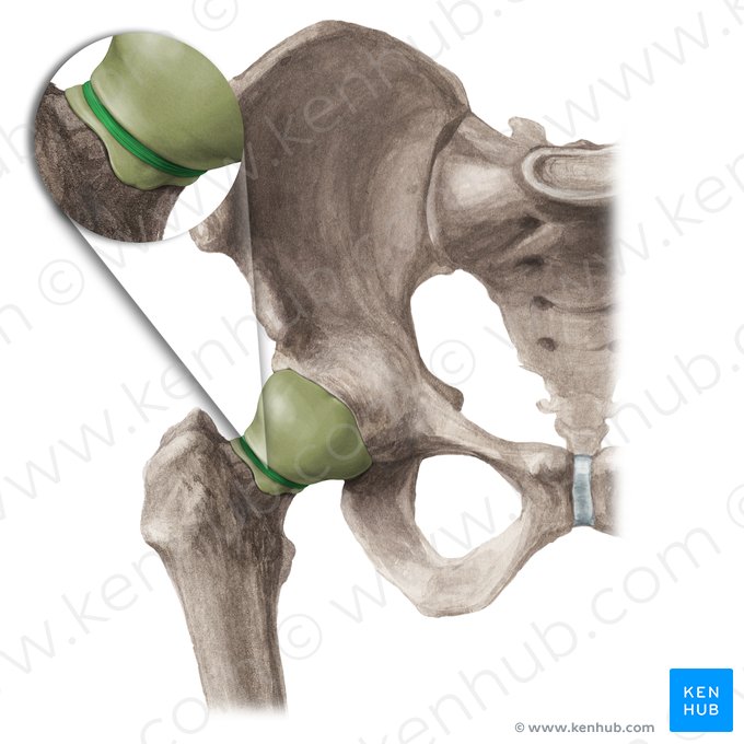 Zone orbiculaire de l'articulation coxofémorale (Zona orbicularis articulationis coxae); Image : Paul Kim