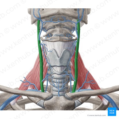 Internal jugular vein (Vena jugularis interna); Image: Yousun Koh