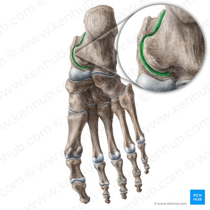 Subtalar joint (Articulatio subtalaris); Image: Liene Znotina
