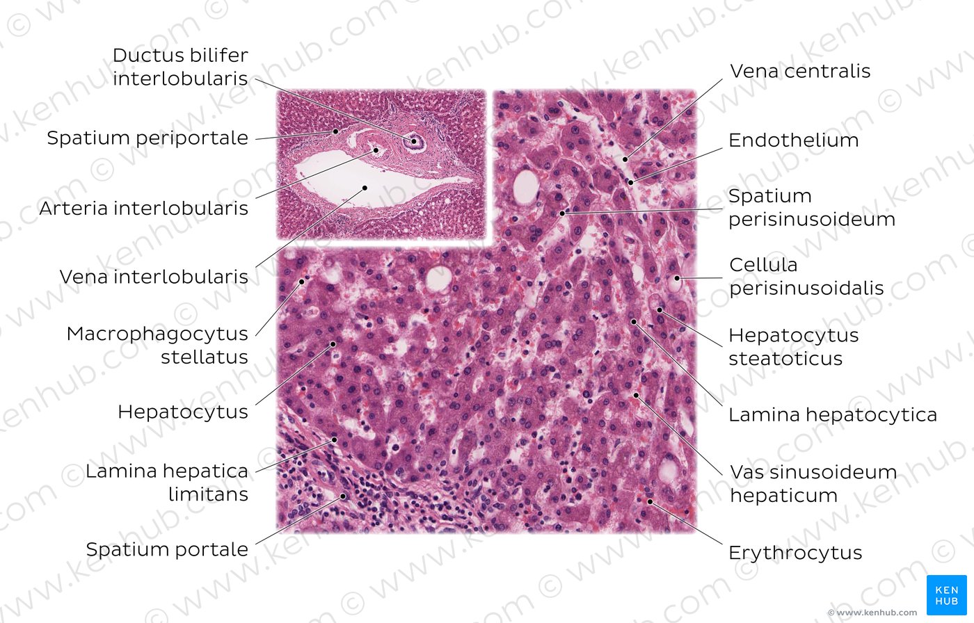 Liver parenchyma. Stain: H&E. High magnification.