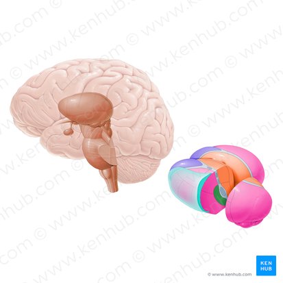 Núcleo ventral posteromedial (Nucleus ventralis posteromedialis); Imagen: Paul Kim