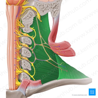 Músculo trapecio (Musculus trapezius); Imagen: Paul Kim