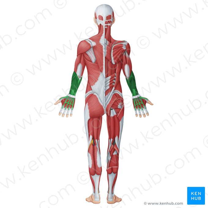 Posterior (extensor) muscles of forearm (Musculi extensores antebrachii); Image: Irina Münstermann