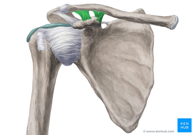  Coracoclavicular ligament