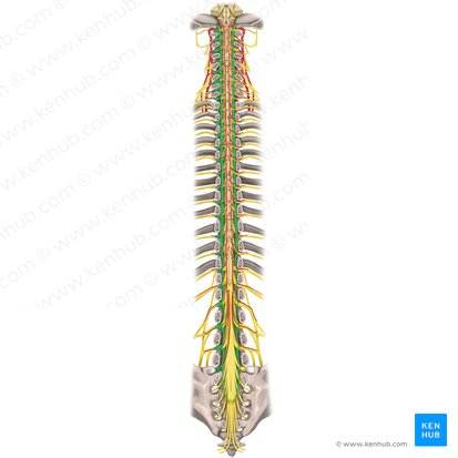 Dura-máter da medula espinal (Dura mater spinalis); Imagem: Rebecca Betts