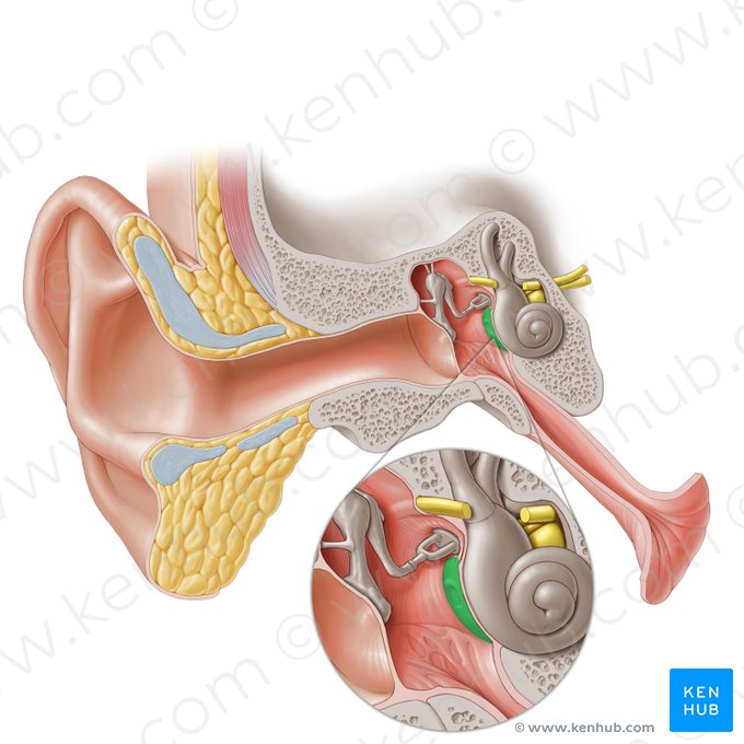 Promontory of tympanic cavity (Promontorium tympani); Image: Paul Kim