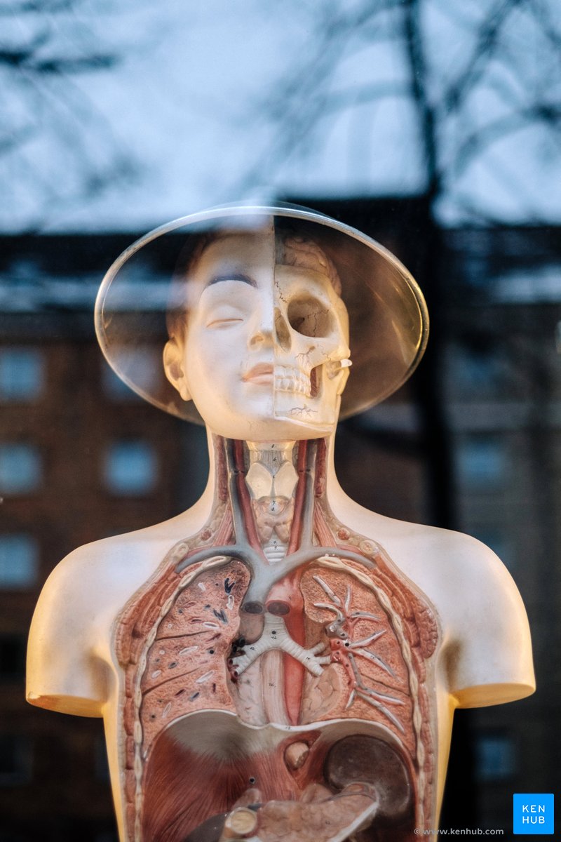 How "Anatomy Jane" helps you understand the human body Kenhub