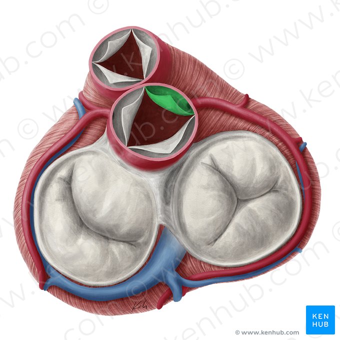 Válvula semilunar derecha de la valva aórtica (Valvula coronaria dextra valvae aortae); Imagen: Yousun Koh