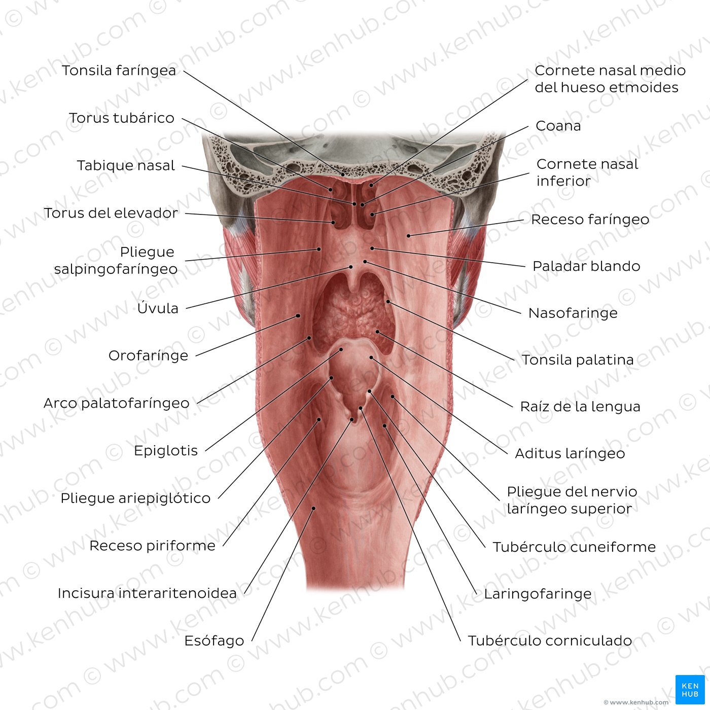 Figure 3. Pharyngeal mucosa