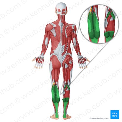 Músculo gastrocnemio (Musculus gastrocnemius); Imagen: Irina Münstermann