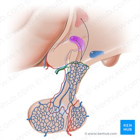 Arteria hypophysialis superior (Obere Hypophysenarterie); Bild: Paul Kim