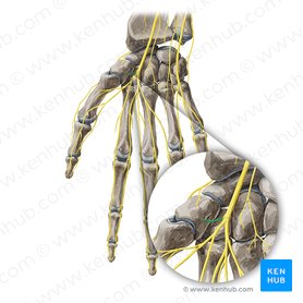 Recurrent branch of median nerve (Ramus recurrens nervi mediani); Image: Yousun Koh
