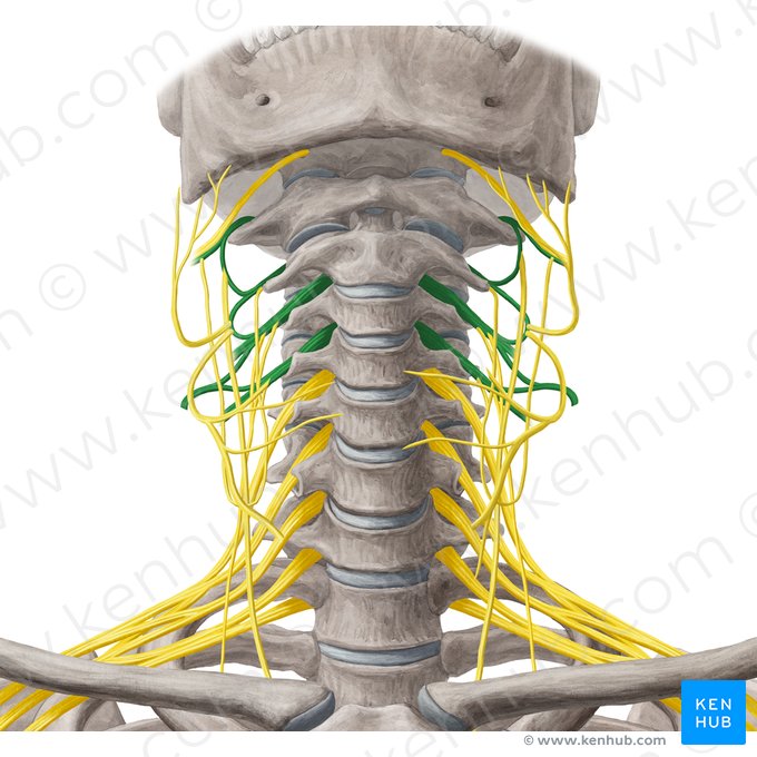 Plexus cervicalis (Halsgeflecht); Bild: Yousun Koh