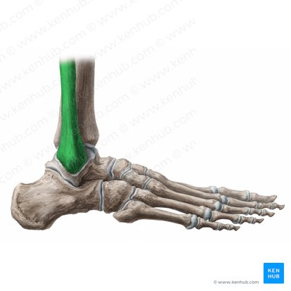Fibula (Wadenbein); Bild: Paul Kim