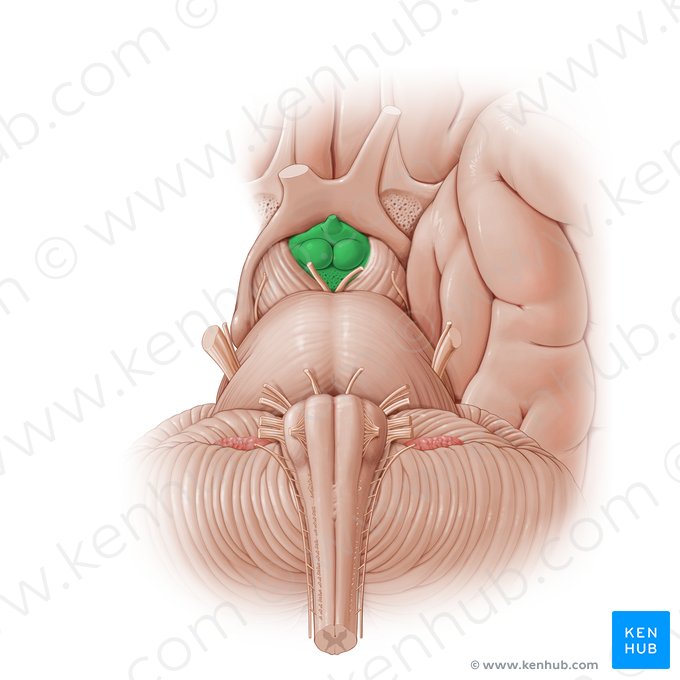 Interpeduncular fossa (Fossa interpeduncularis); Image: Paul Kim