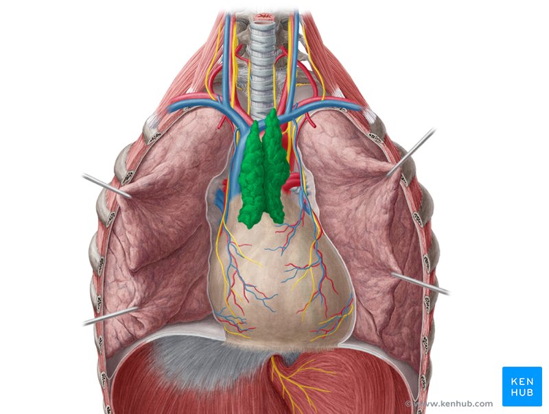 Thymus - ventral view