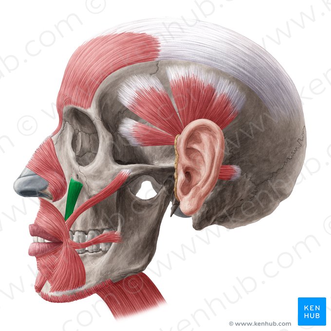 Musculus levator anguli oris (Mundwinkelheber); Bild: Yousun Koh