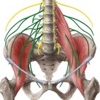 Plexus lumbosacralis