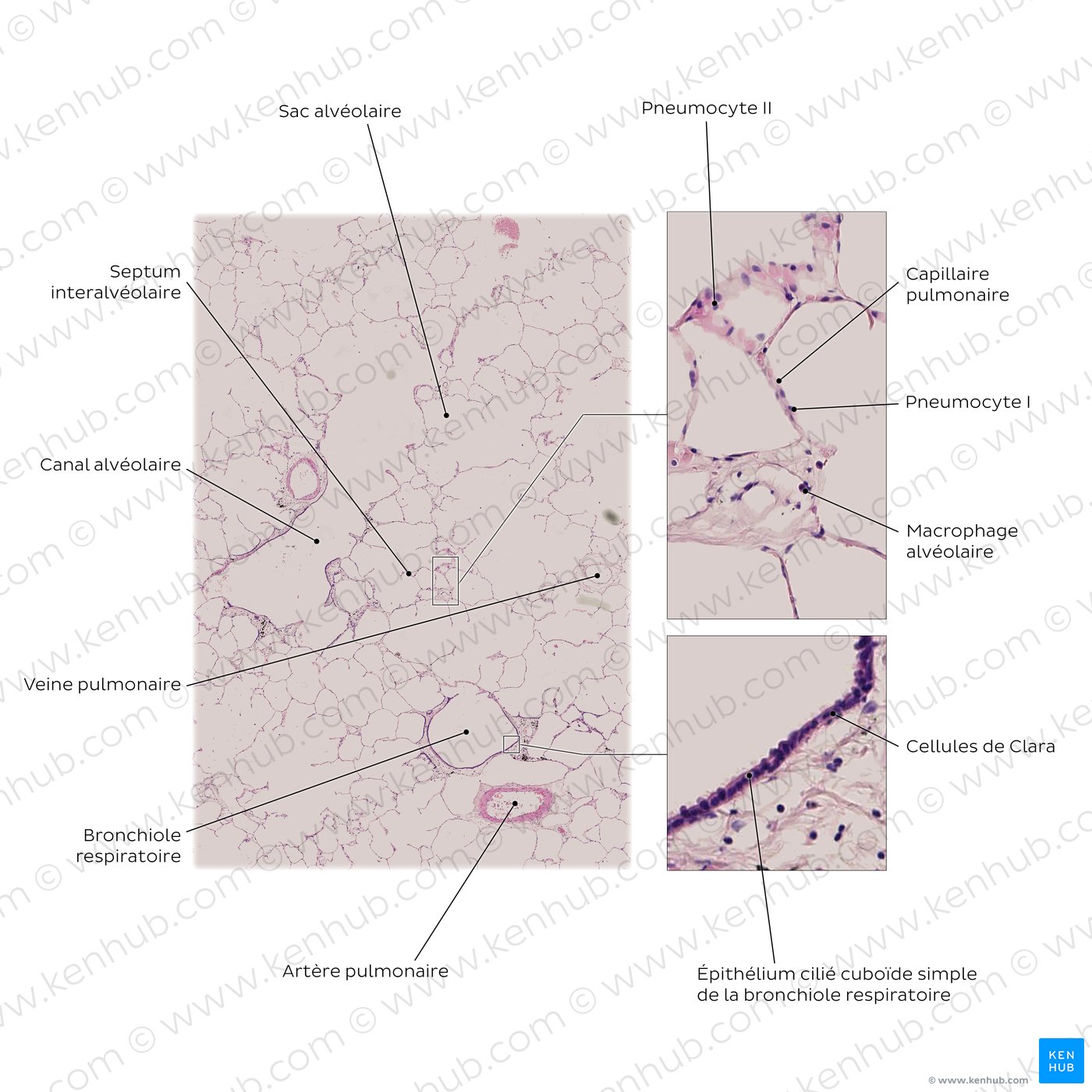 Lung histology