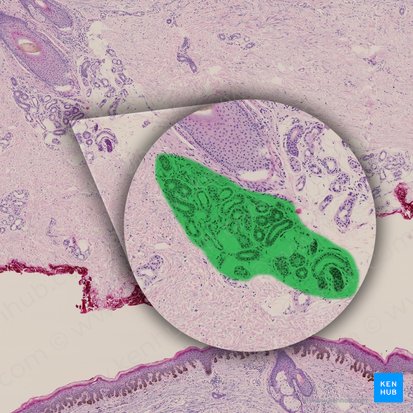 Apocrine sweat gland (Glandula sudorifera apocrina); Image: 