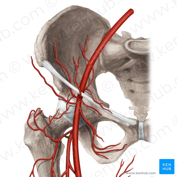 Medial circumflex femoral artery (Arteria circumflexa medialis femoris); Image: Rebecca Betts