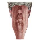 Mucosa faríngea