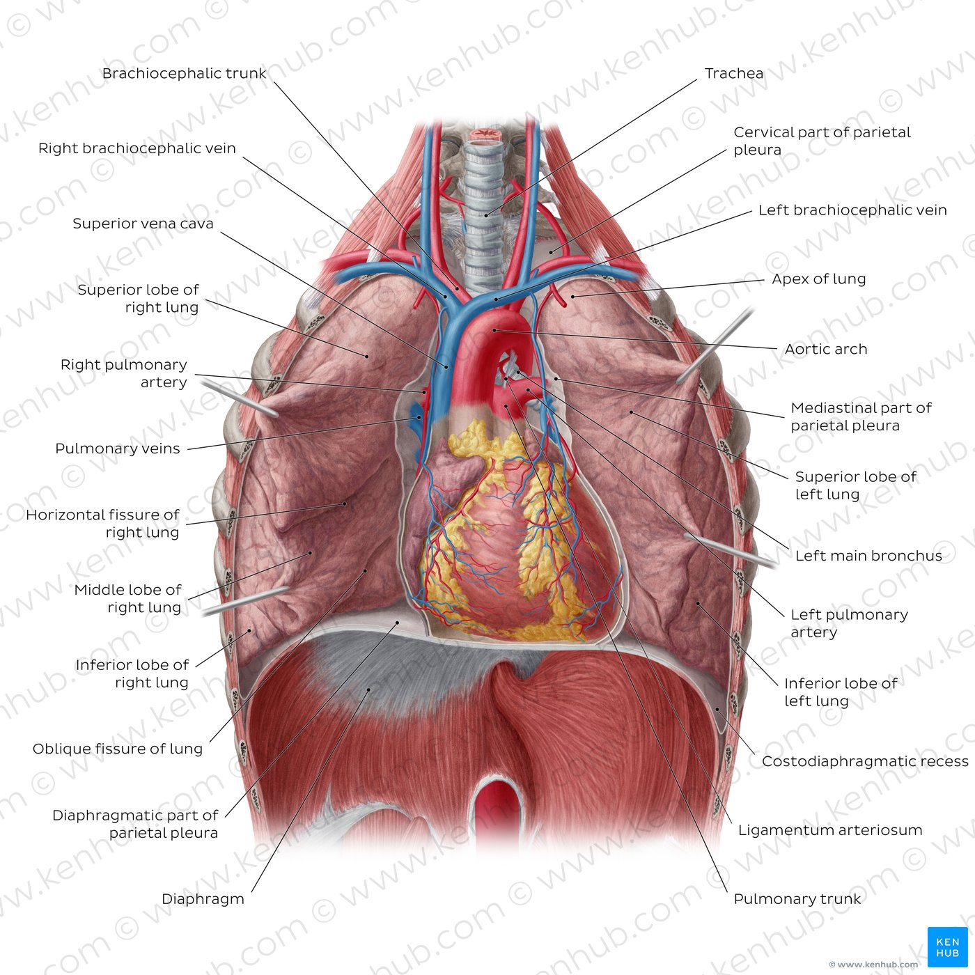 Overview of the lungs in-situ (anterior view)